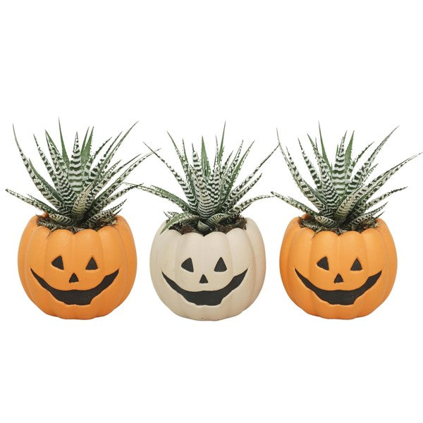 Aloe Zebrina Halloween Pot