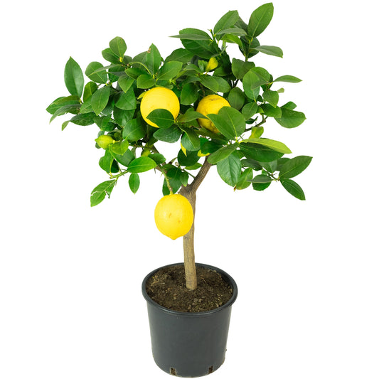 Citrus Lemon 'Meyer'