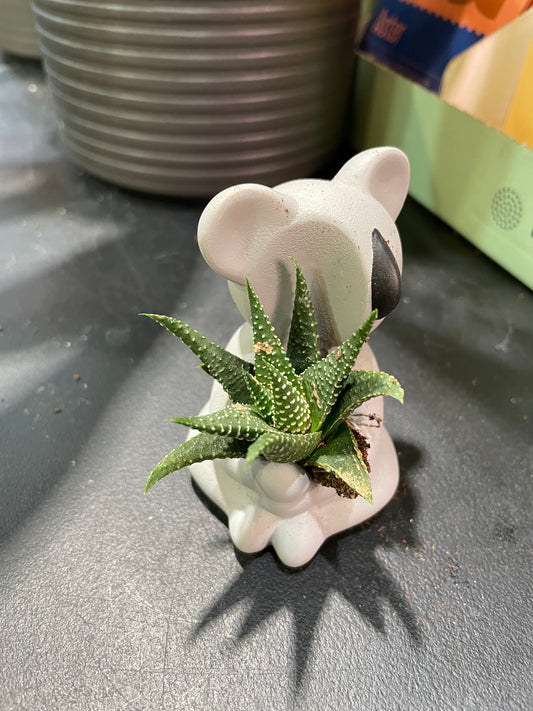 Koala Mini arr. Succulents