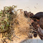 Moss Pole Filler Mix - Airy Blend for Climbing Plants