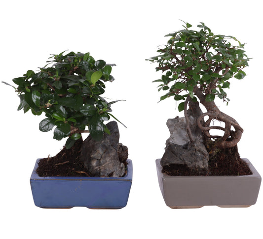 Bonsai Indoor Mix Ball Shape + Ceramic Pot Ball