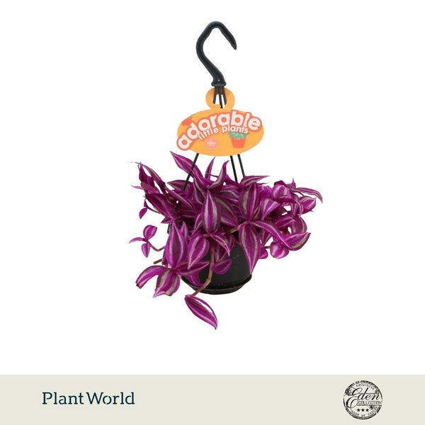 Tradescantia Pink paradise