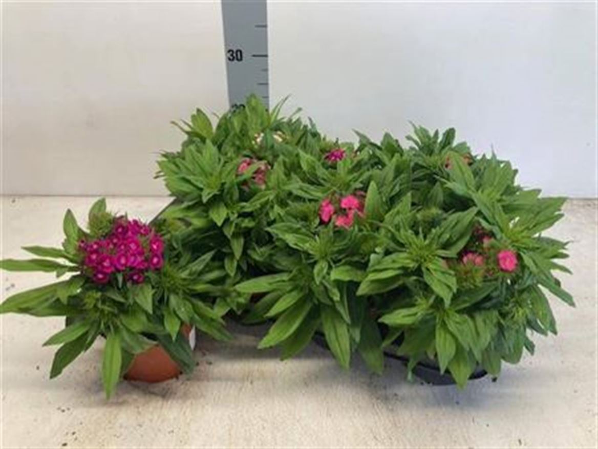 Dianthus barbatus Mixed - Sweet William