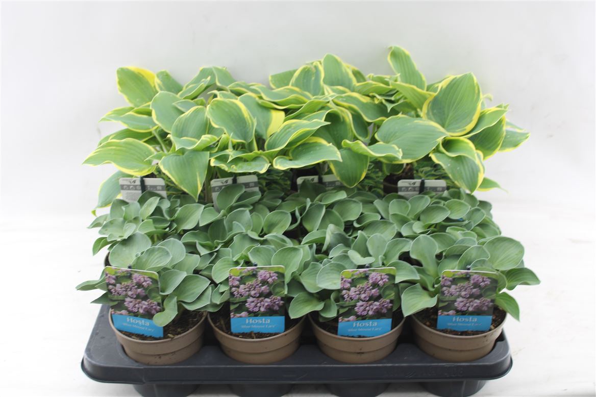 Verd Mix Hosta Mix – Verd Houseplants
