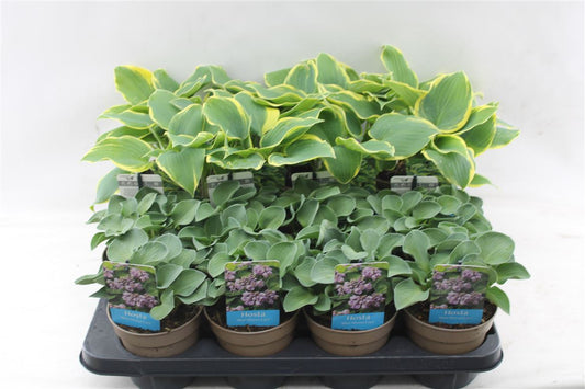 Hosta Mix