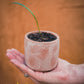 Grow Your Own Houseplants