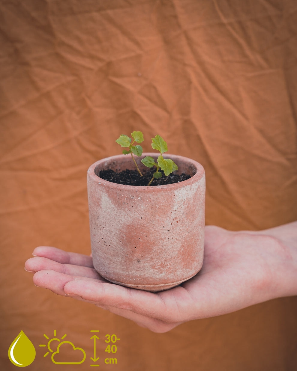 Grow Your Own Houseplants