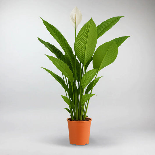 Spathiphyllum Sweet Sebastian - XL Peace Lilly
