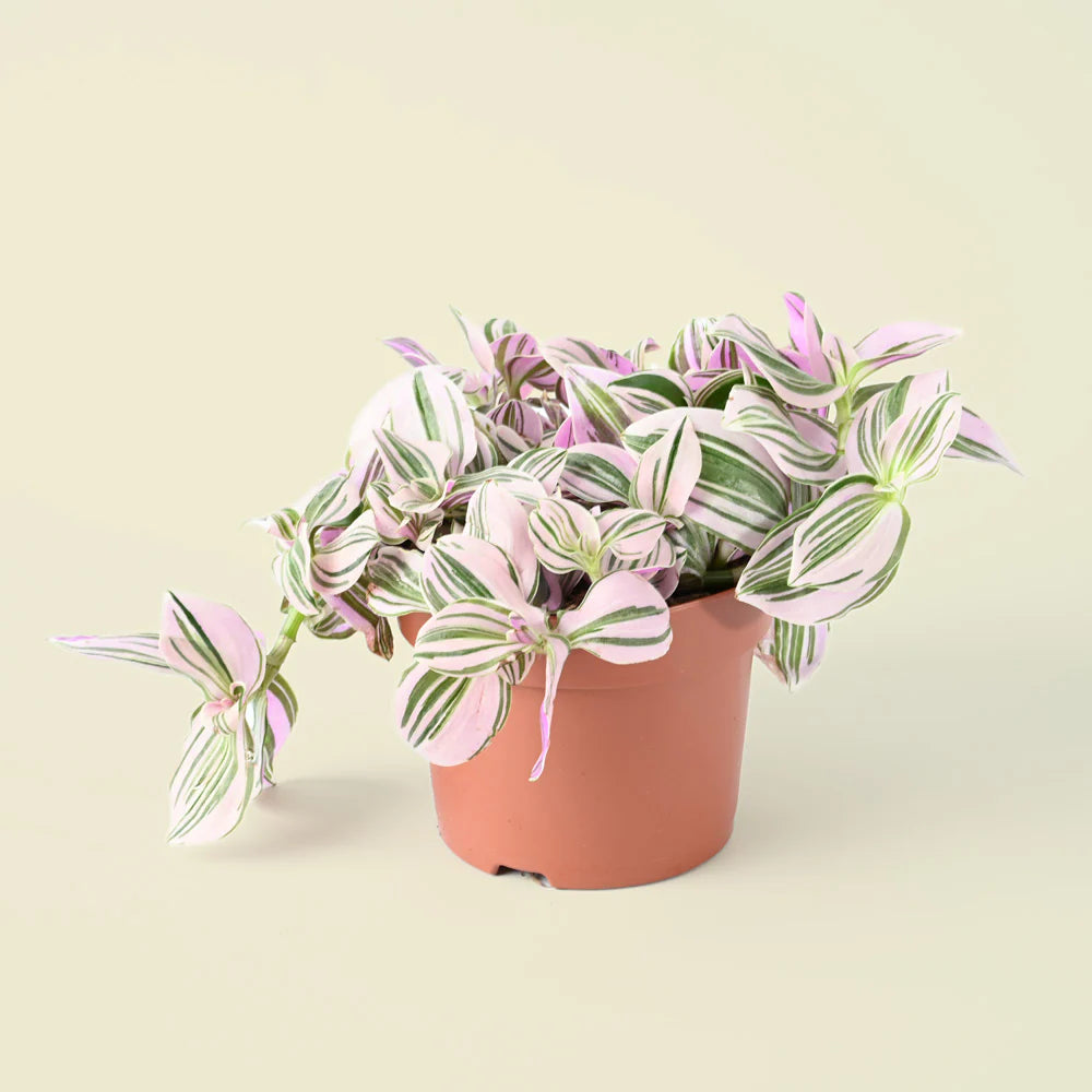 Tradescantia Unicorn