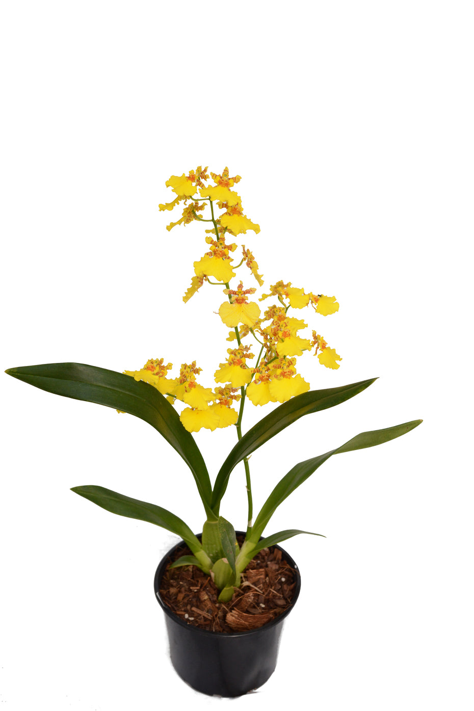 Oncidium 1 Stalk - Dancing Lady Orchid