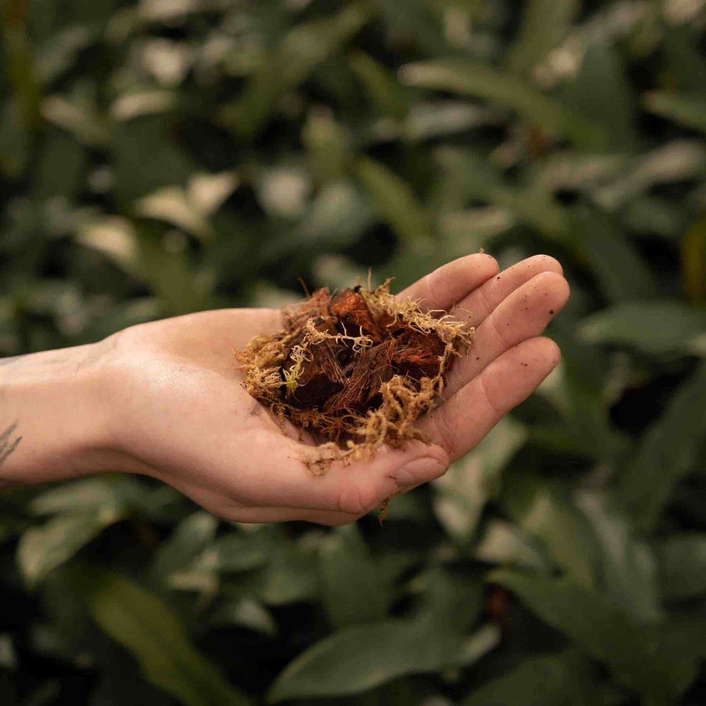 Sybotanica Orchid Mix