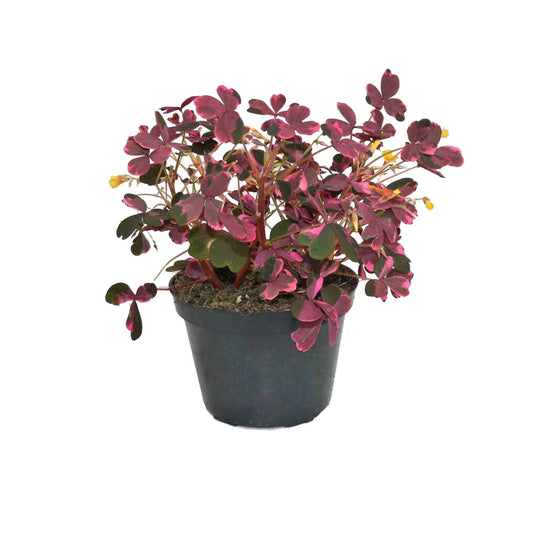 Oxalis Vulcan Pink