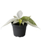 Philodendron Florida Ghost