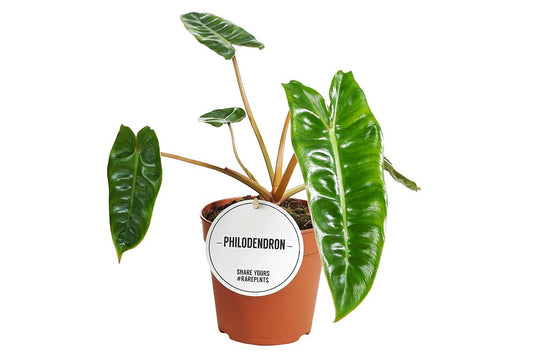 Philodendron Billitiae