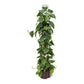 Philodendron Scandens - Heartleaf Philodendron