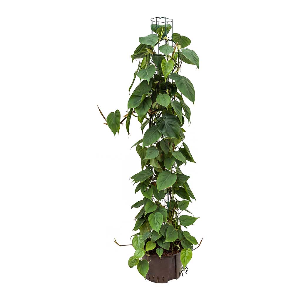 Philodendron Scandens - Heartleaf Philodendron