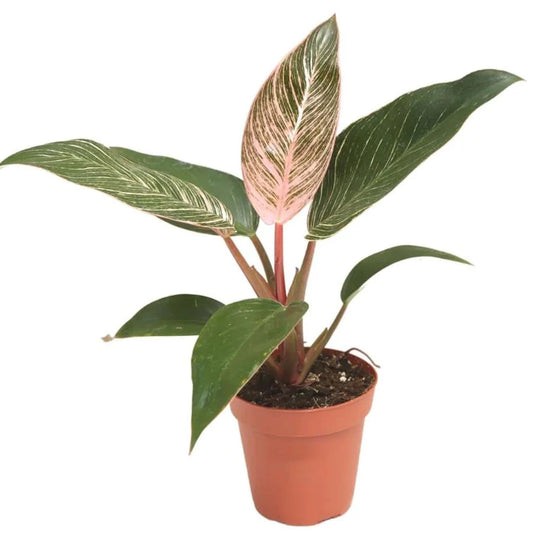 Philodendron Pink Bikini