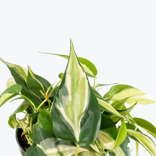 Philodendron cor Silver stripe