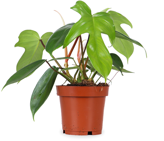 Philodendron Florida Green