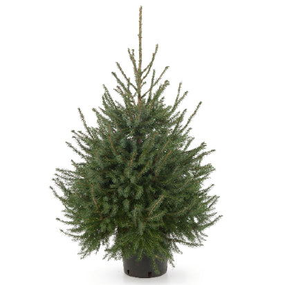 Picea Omorika - Serbian Spruce