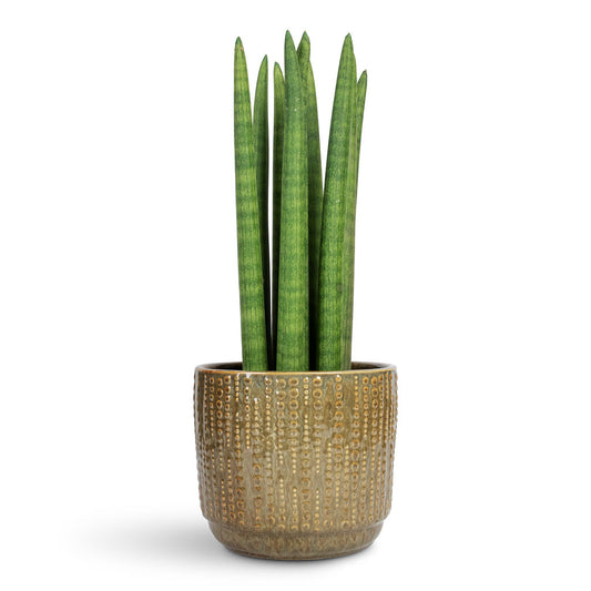Sansevieria cylindrica Spike + Ceramic