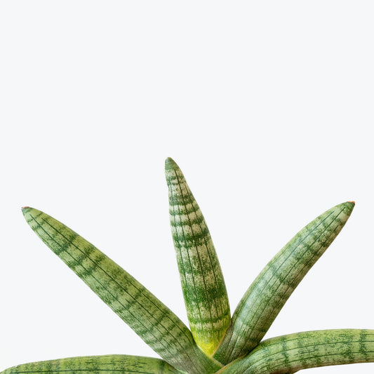 Sansevieria Boncellensis + woodbase GREEN