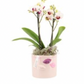 Composition Phal Orchid + Ceramic Pot Lips