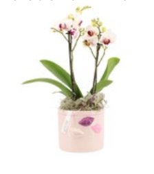 Composition Phal Orchid + Ceramic Pot Lips