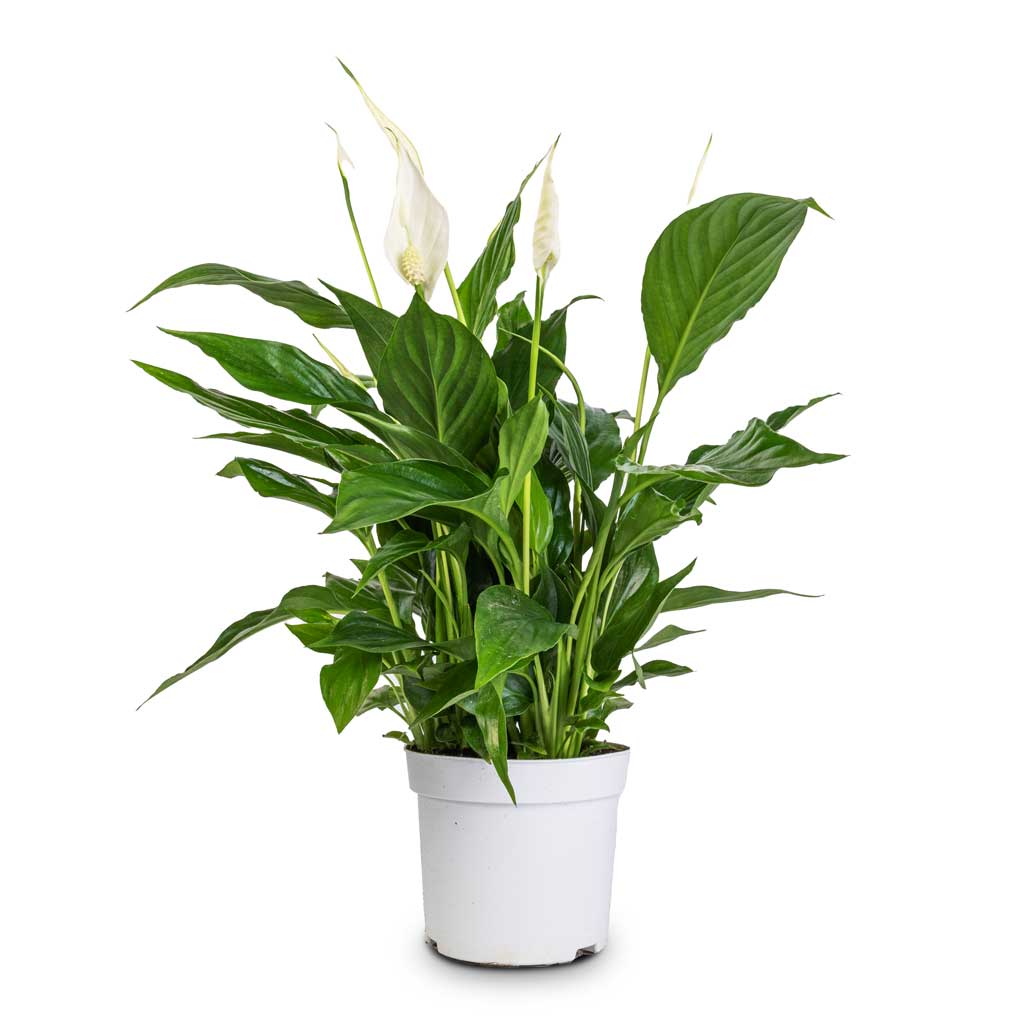 Spathiphyllum bellini - Peace Lilly