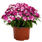 Dianthus Dart Pink Magicia