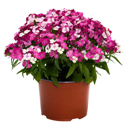 Dianthus Dart Pink Magicia