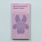 Seeds Sweet Violet Queen Charlotte