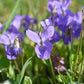 Seed Collection Sweet Love Flowers