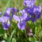 Seeds Sweet Violet Queen Charlotte