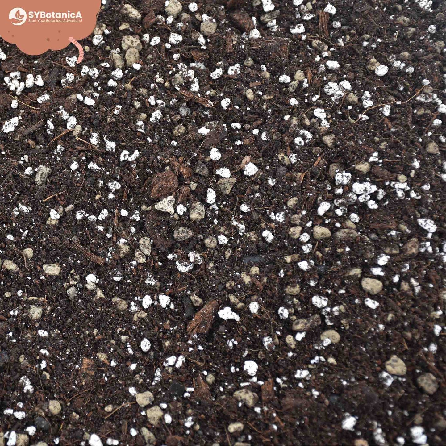 Sybotanica Syngonium Mix