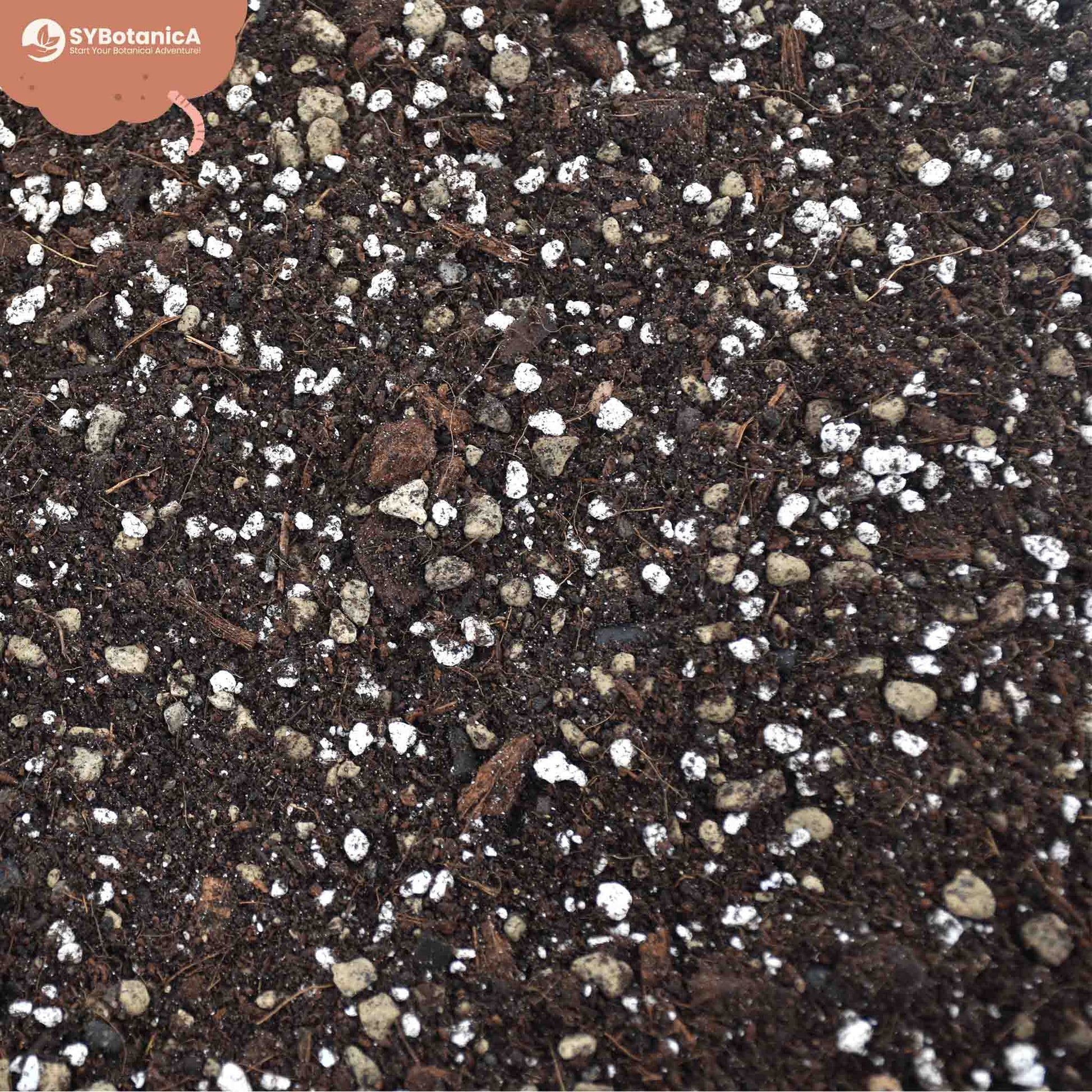 Sybotanica Syngonium Mix