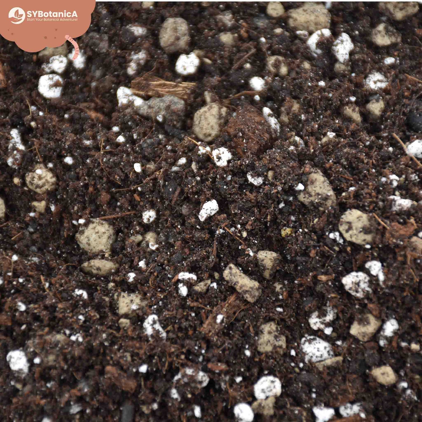 Syba Soil Syngonium & Pilea