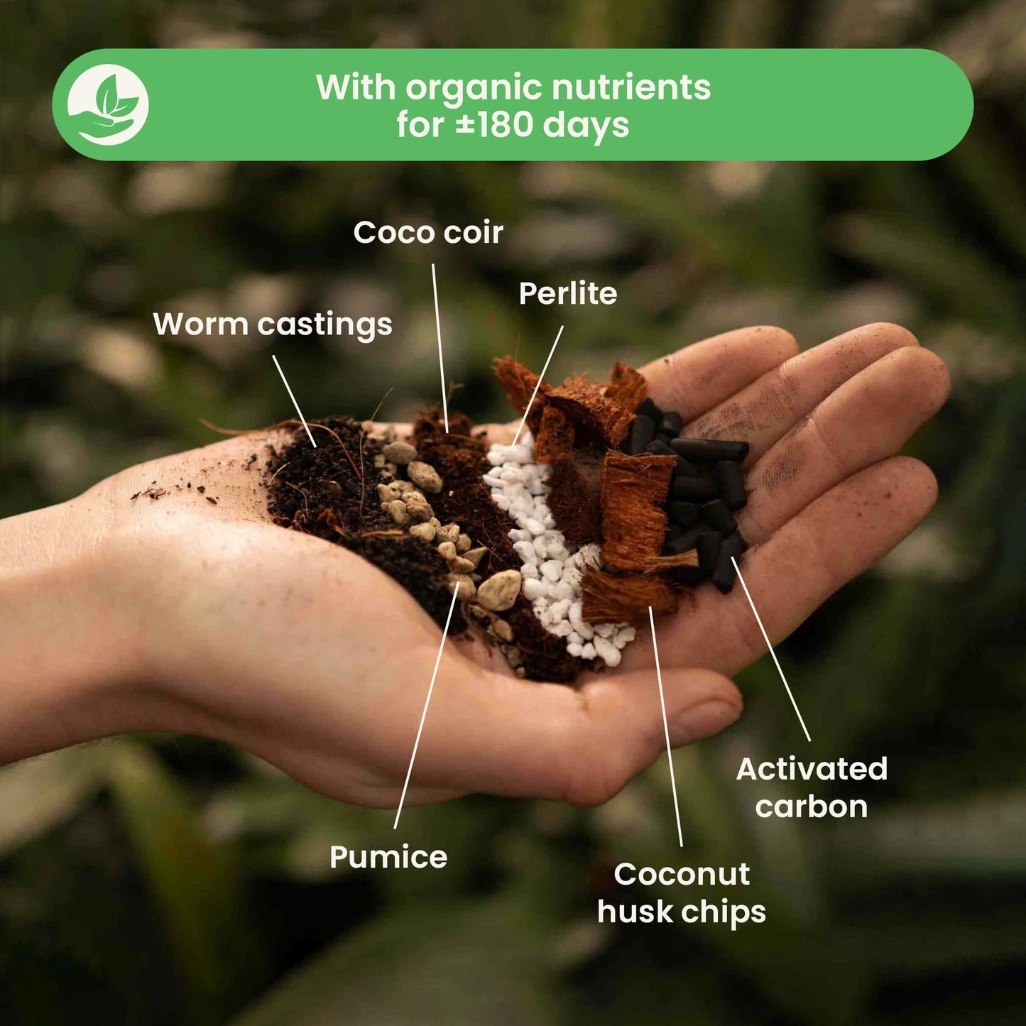 Syba Soil Syngonium & Pilea