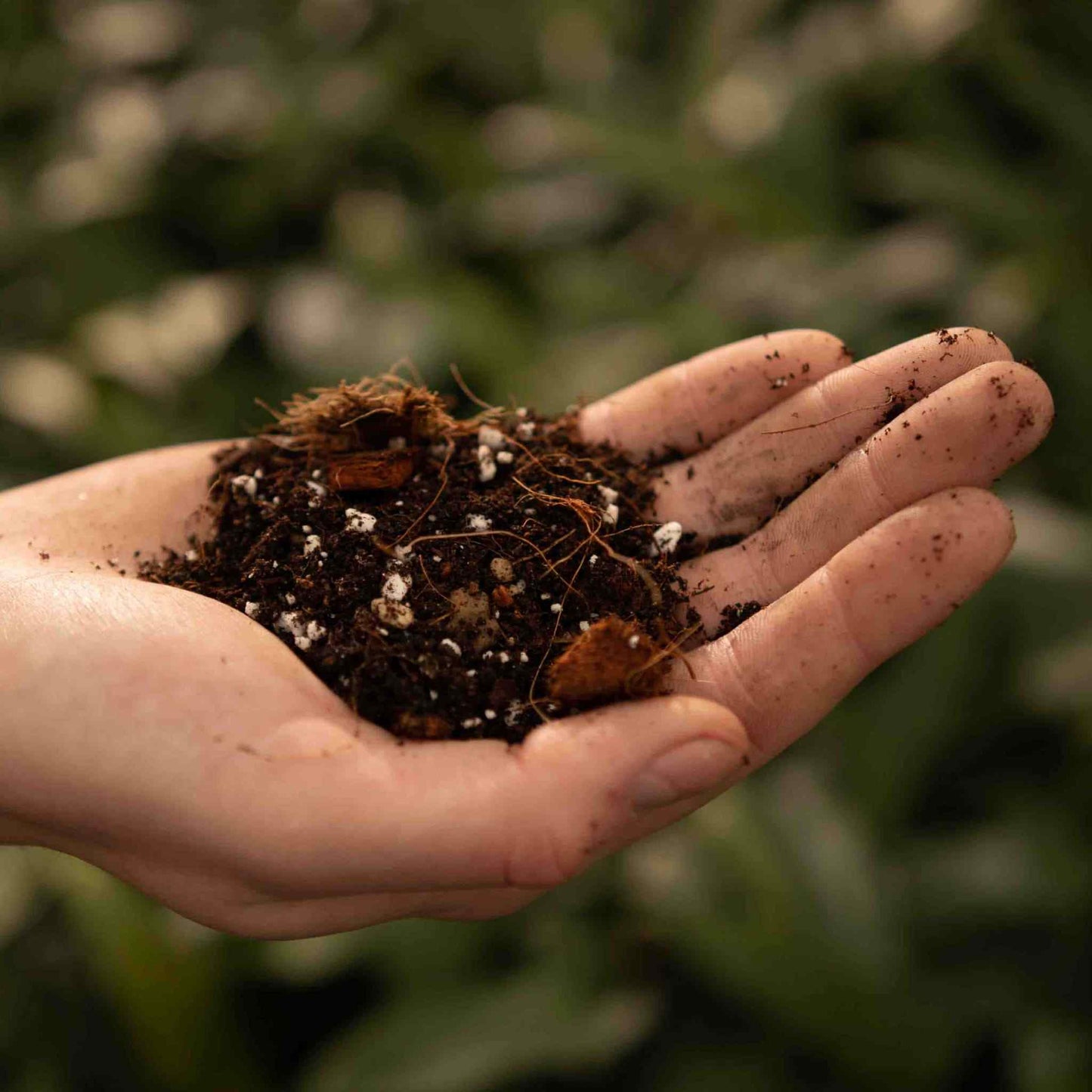 Sybotanica Syngonium Mix