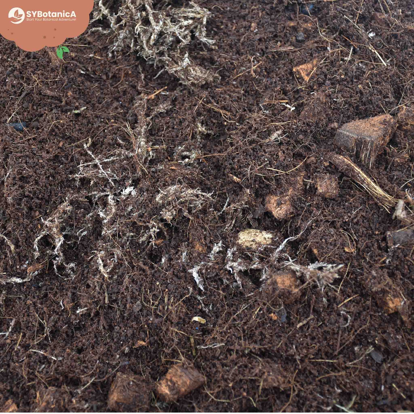 Sybotanica Terrarium Mix