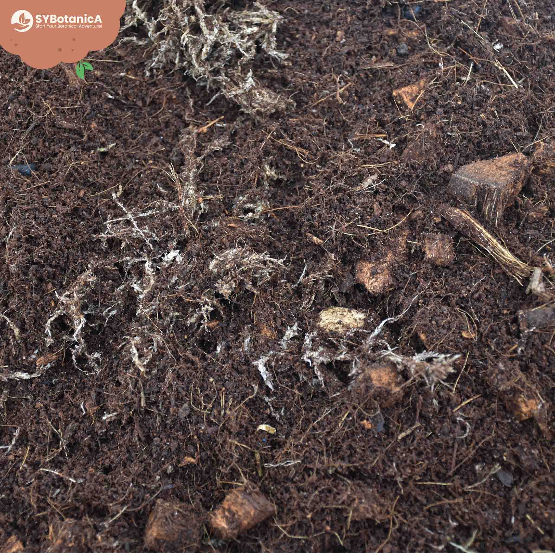 Sybotanica Terrarium Mix