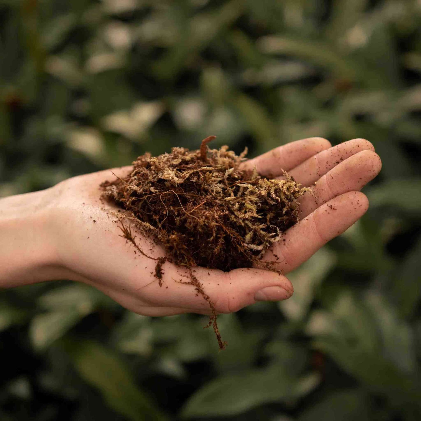 Sybotanica Terrarium Mix