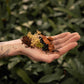 Sybotanica Terrarium Mix