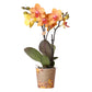 Phalaenopsis 3t 18+ orange (eco) orange