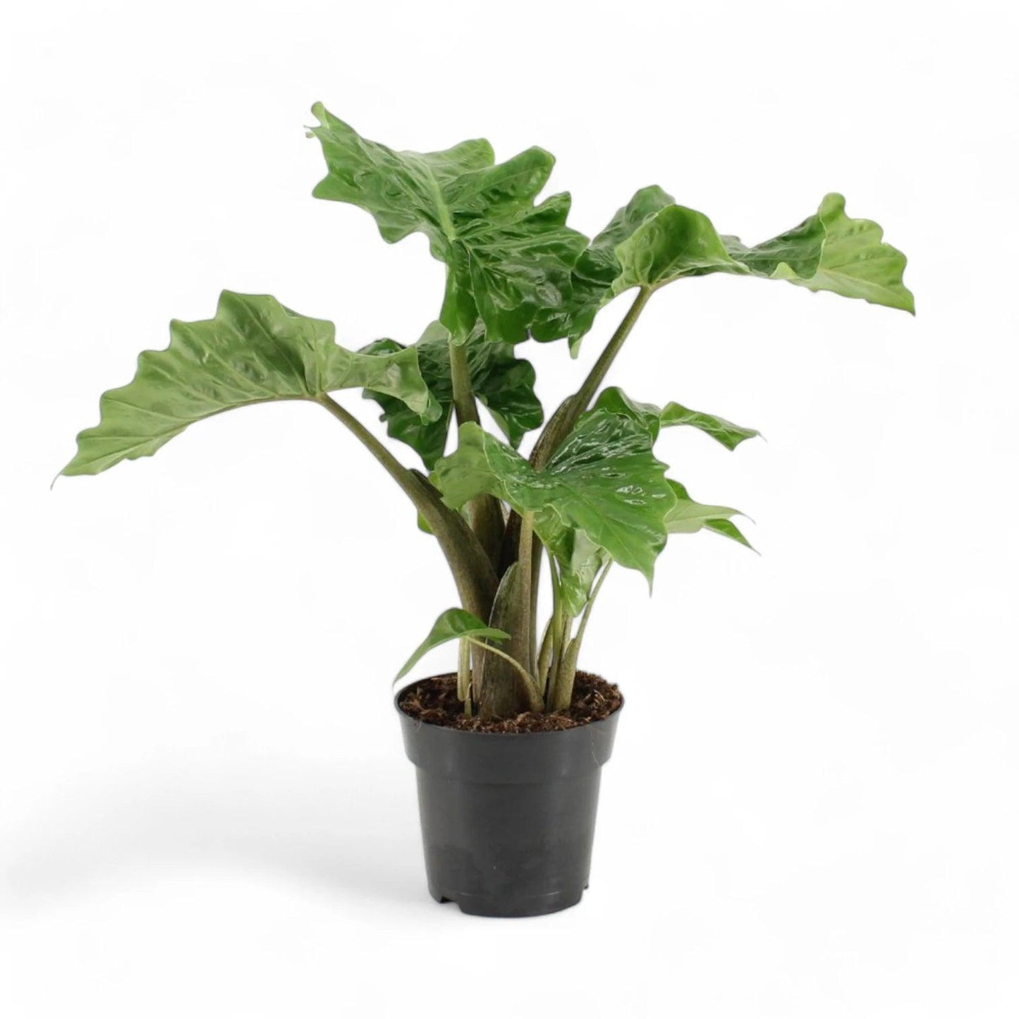 Alocasia Low Rider