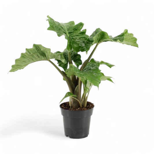 Alocasia Low Rider