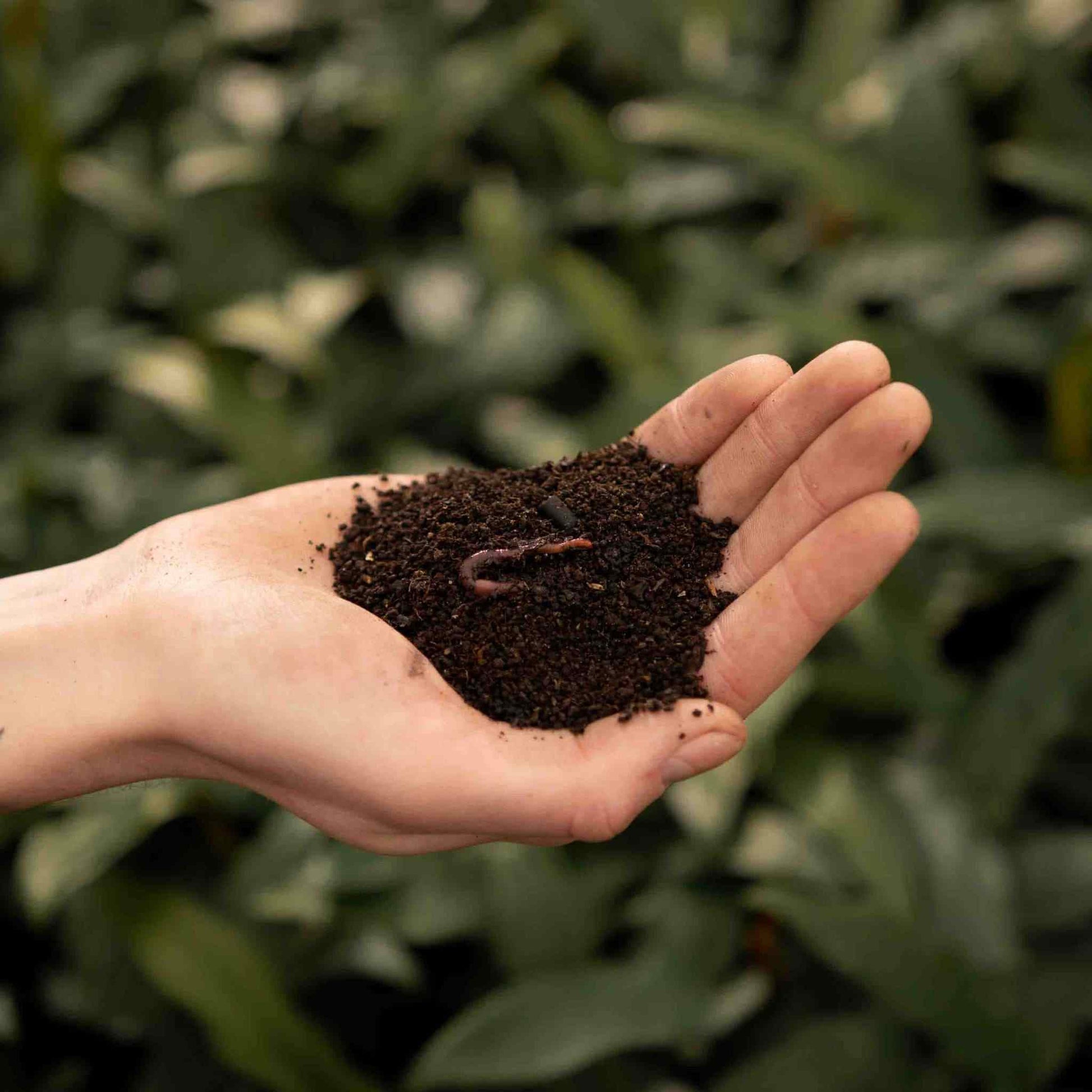 Sybotanica Worm Castings