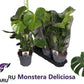 Monstera deliciosa - Swiss Cheese Plant