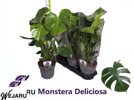 Monstera deliciosa - Swiss Cheese Plant