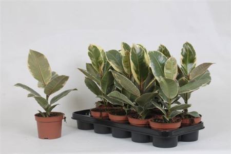 Ficus elastica Tineke - Variegated Rubber Plant